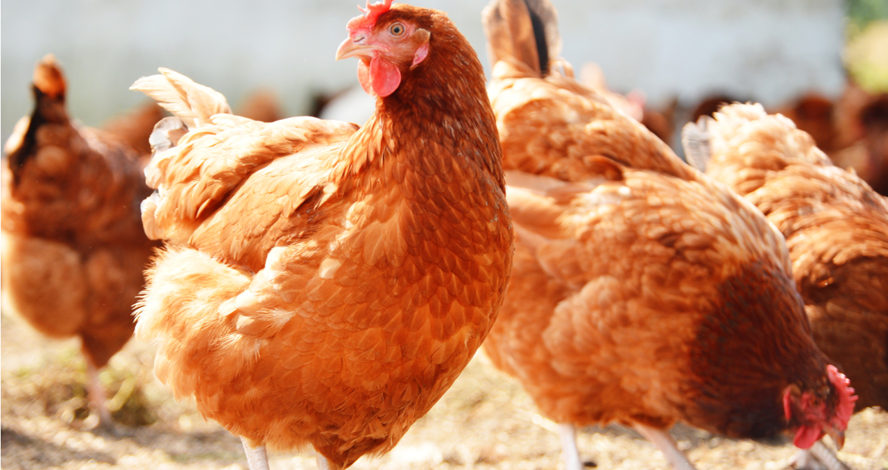 poultry farm for sale in texas