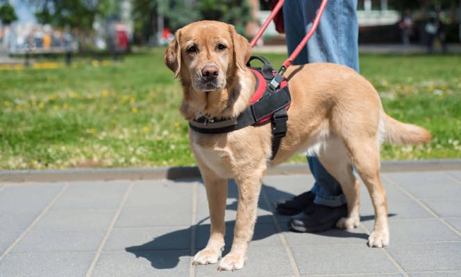 Service dog looking into camera using a harness and a vest. 