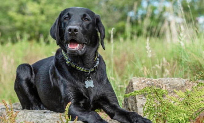 Black Labrador Retriever having fun on a hike. 