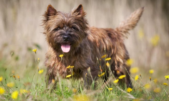 Cairn Terrier with tongue out looking at camera in a field with yellow flowers. 