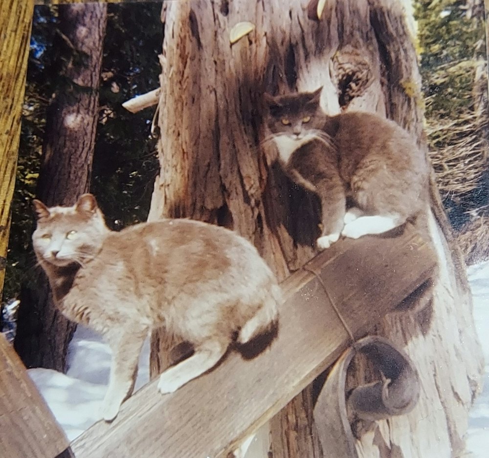 Nugget-and-Miss-Peepers-Mott-1977.jpg