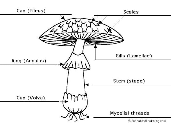 Parts of a Mushroom