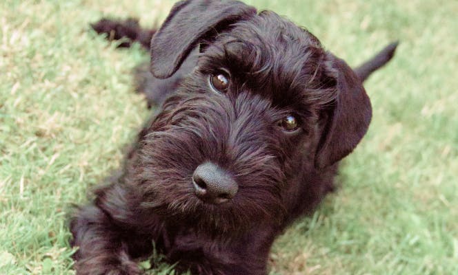 Black Miniature Schnauzer puppy on grass.