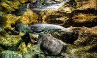 Pirarucú (Arapaima gigas)