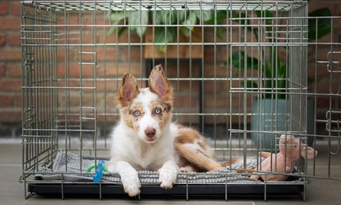 Australian Shepherd puppy in its crate. 