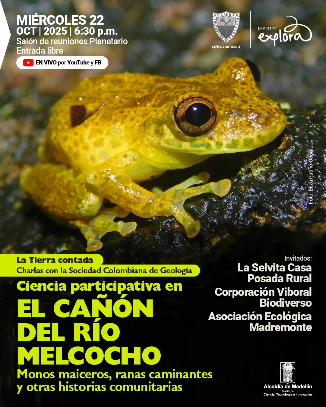 Afiche con la fotografía de una rana amarilla de piel rugosa posada sobre una superficie húmeda. En la parte superior izquierda se lee: "Miércoles 22 de octubre de 2025 a las 6:30 de la tarde. Salón de reuniones Planetario. Entrada libre. En vivo por YouTube y Facebook". En la parte inferior, un recuadro amarillo dice: "La Tierra contada. Charlas con la Sociedad Colombiana de Geología". Debajo, en letras grandes: "Ciencia participativa en el cañón del río Melcocho. Monos maiceros, ranas caminantes y otras historias comunitarias". A la derecha, una lista indica: "Invitados: La Selvita Casa Posada Rural, Corporación Viboral Biodiverso, Asociación Ecológica Madremonte". En el borde inferior aparece el crédito fotográfico.