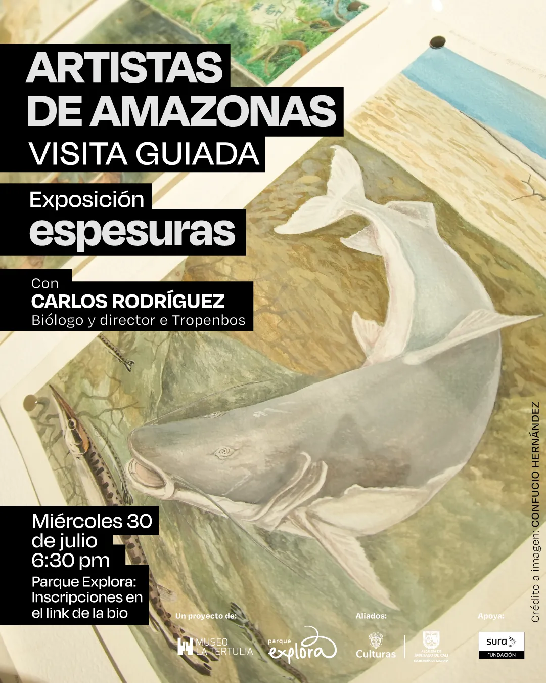 Ilustración. Sobre una superficie blanca se observan varias hojas de papel con ilustraciones hechas en acuarela. Una de ellas muestra un pez de gran tamaño nadando junto a otros peces más delgados en un entorno fluvial. Otra hoja presenta un paisaje vegetal con árboles. Los papeles están sujetos por tachuelas metálicas. En primer plano, hay textos organizados en bloques negros con letras blancas que dicen: "Artistas de Amazonas. Visita guiada. Exposición Espesuras. Con Carlos Rodríguez, biólogo y director e Tropenbos. Miércoles 30 de julio, 6:30 de la tarde. Parque Explora: inscripciones en el link de la biografía". En el borde derecho se lee en orientación vertical: "Crédito a imagen: Confucio Hernández".