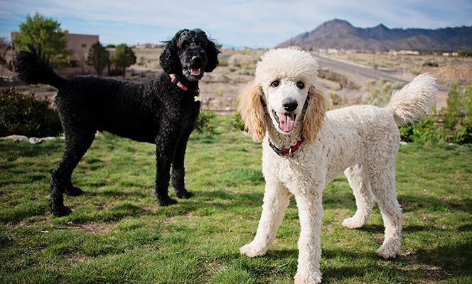 A white and a black standard poodle hiking in the desert. 