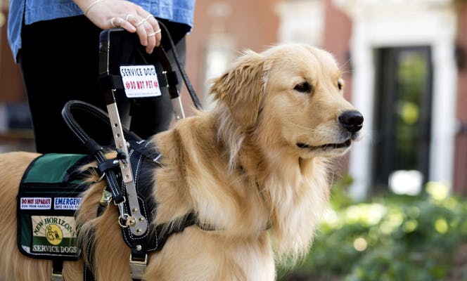 Golden Retriever with harness on guiding a woman. 