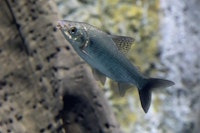 Bocachico (Prochilodus magdalenae)