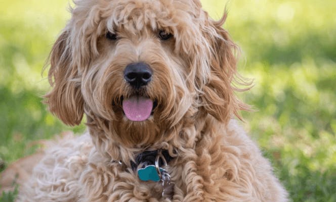 Goldendoodle with tongue out looking at the camera.