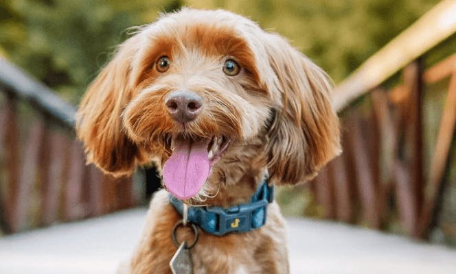 Very cute  golden brown Havapoo with sweet eyes and floppy ears smiling with its tongue out.