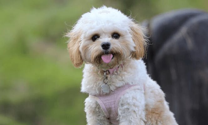 Small white / cream Maltipoo with a pink collar.