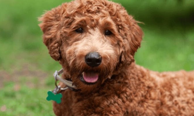 Cute red Labradoodle smiling at the camera.