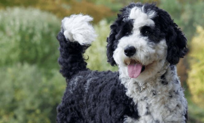 Attentive black and white Sheepadoodle with its tongue out and tail up.  