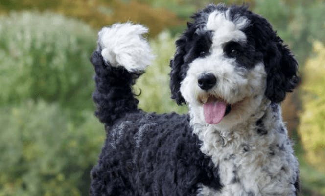 Attentive black and white Sheepadoodle with its tongue out and tail up.