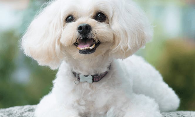 Happy white Shih-poo puppy with big fluffy ears.