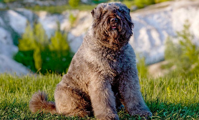 Fluffy Bouvier des Flandres posing for the camera at the park. 