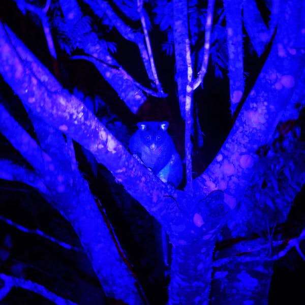Glow in the Dark Virtual Tour's main gallery image