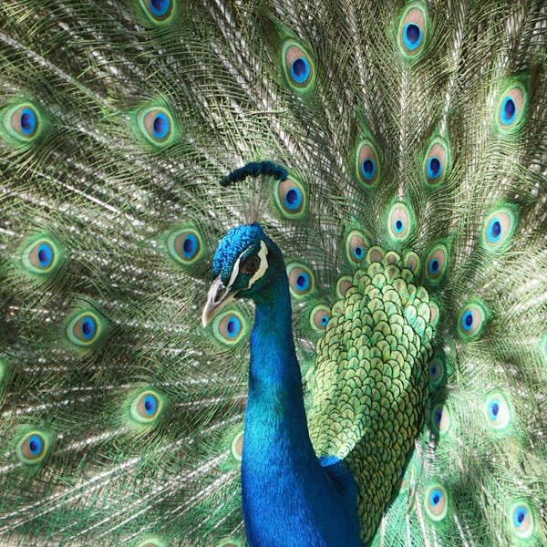 Enjoy a visit to the EcoPark: Admire the animals and the beautiful surrounding nature's main gallery image