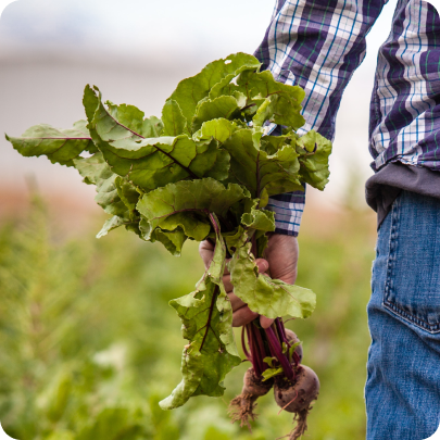 Farmer with beets in their hand