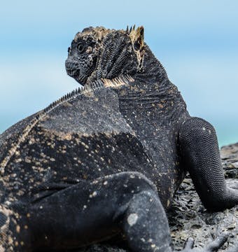 Galapagos Experience