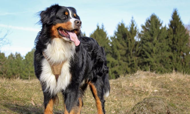 Gorgeous Bernese Mountain Dog strolling in the mountains. 