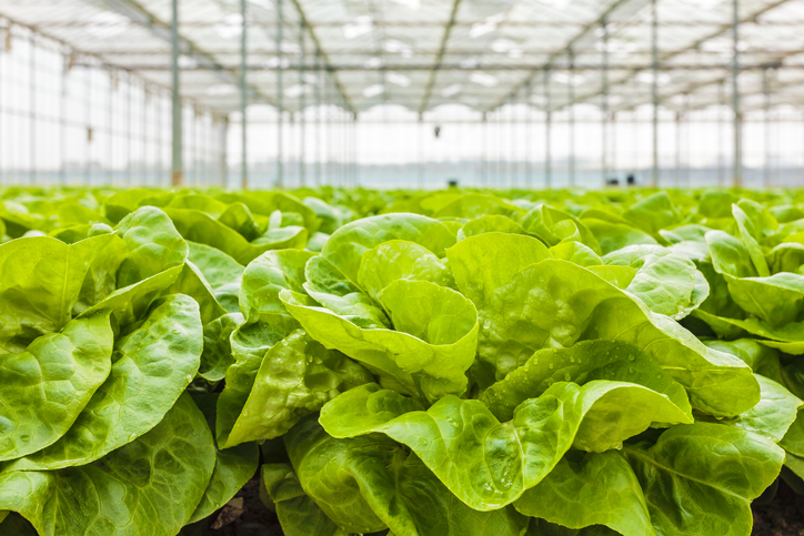 4 Benefits of Greenhouse Production for Fresh Produce