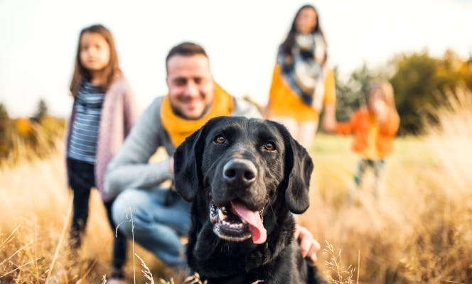 Black Lab dog with young family in the background. 