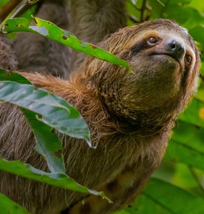 The best places to see wildlife in Costa Rica