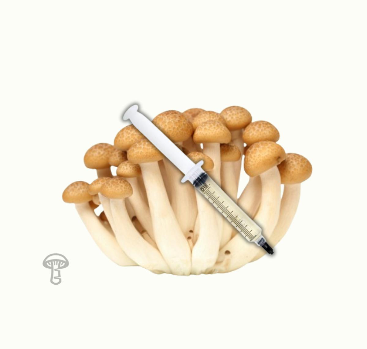 Beech Mushroom Liquid Culture