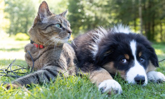 Bernese Mountain Dog puppy and cat laying friendly on the grass. 