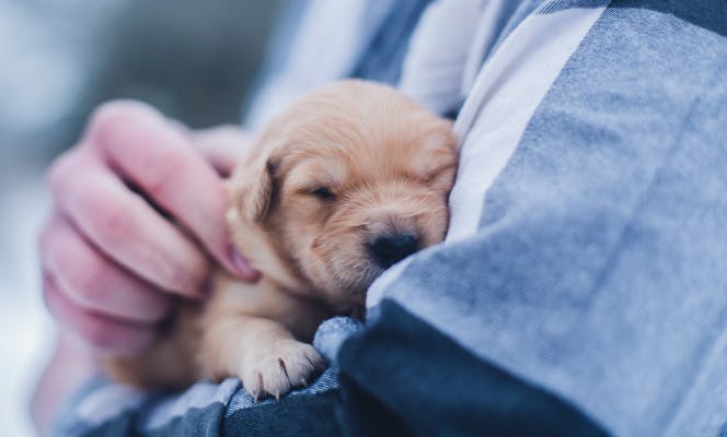 Super small Golden Retriever puppy being cuddled by a man. 