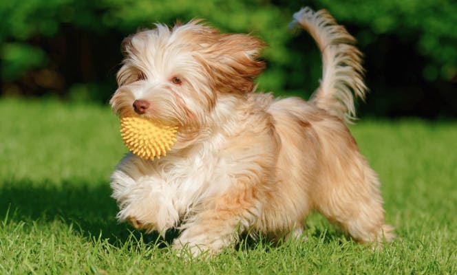 Playfull Havanese carrying a ball in its mouth. 