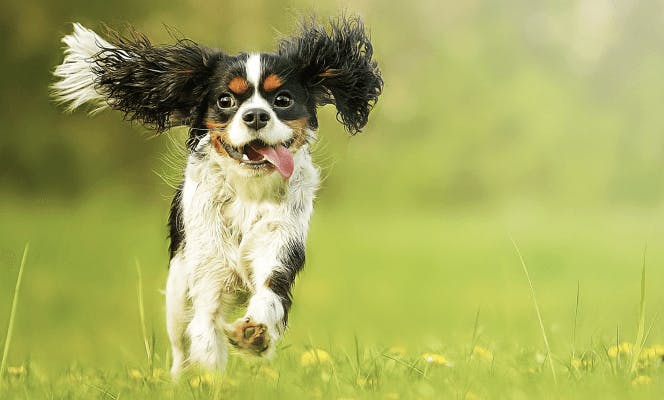 Cute Cavalier King Charles Spaniel puppy running through the field with floppy ears in the air. 