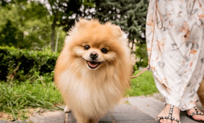 Smiling Pomeranian puppy out for a walk. 