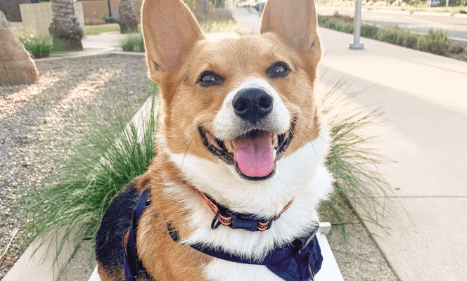 Happy Corgi smiling at the camera