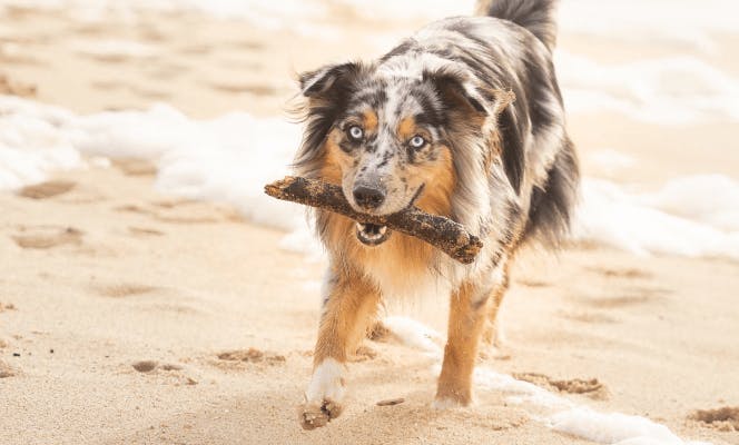 Australian Shepherd pup bringing back a piece of wood. 