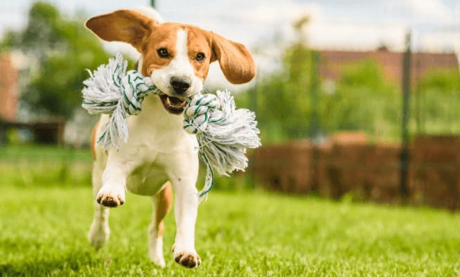 Beagle puppy carrying a toy in its mouth. 