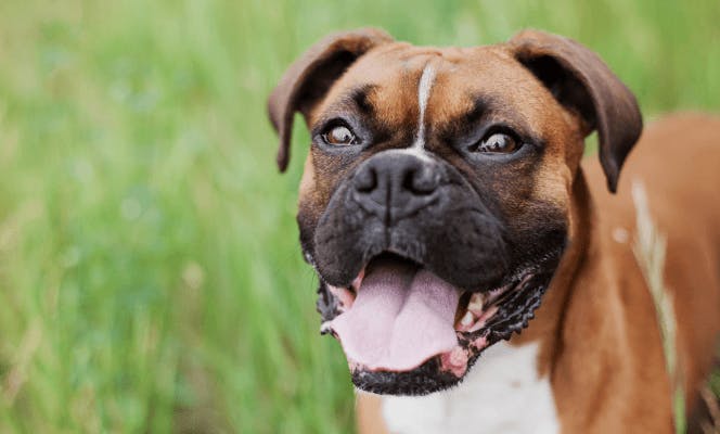 The happiest Boxer out in nature with mouth open