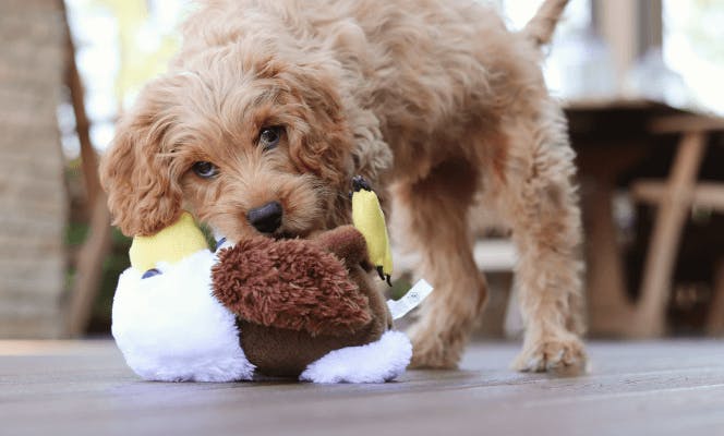 Cute Doodle puppy playing with a plush toy. 