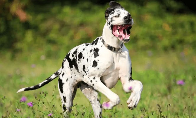Excited Great Dane running and smiling in field