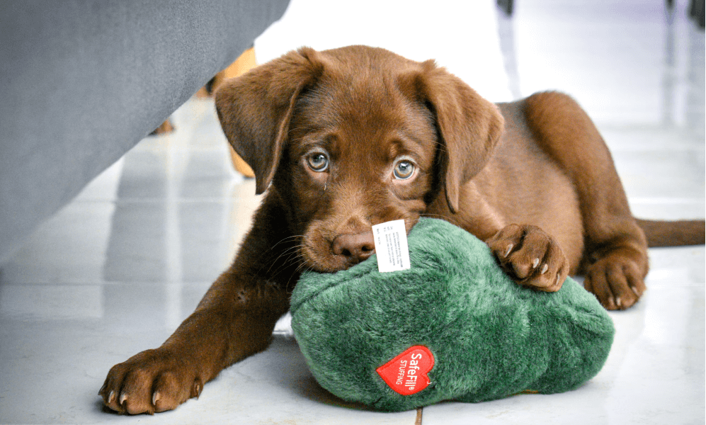 Cute Labrador Retriever chocolate puppy playing with a plush toy