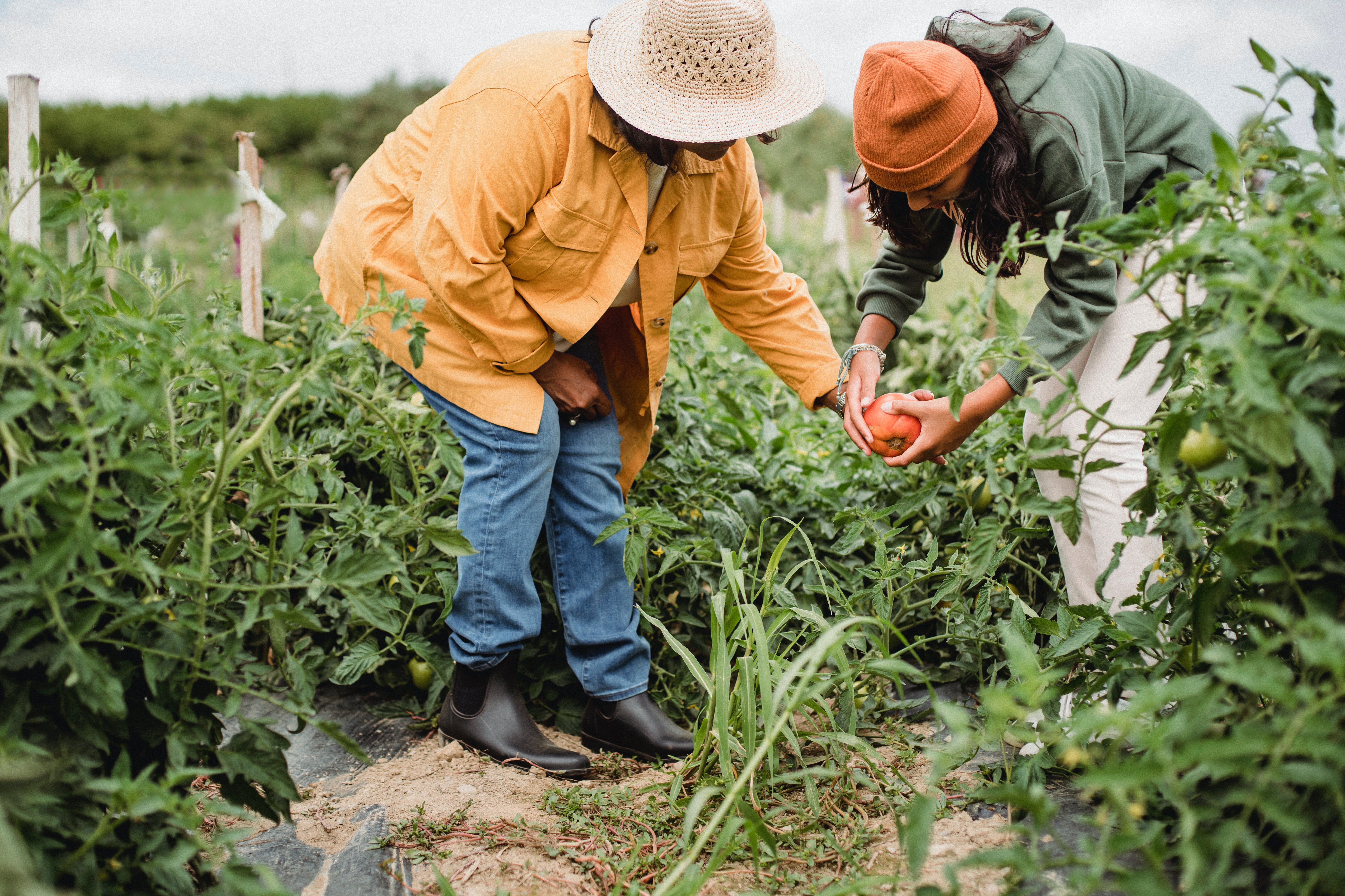 The Impacts of Agricultural Food Waste