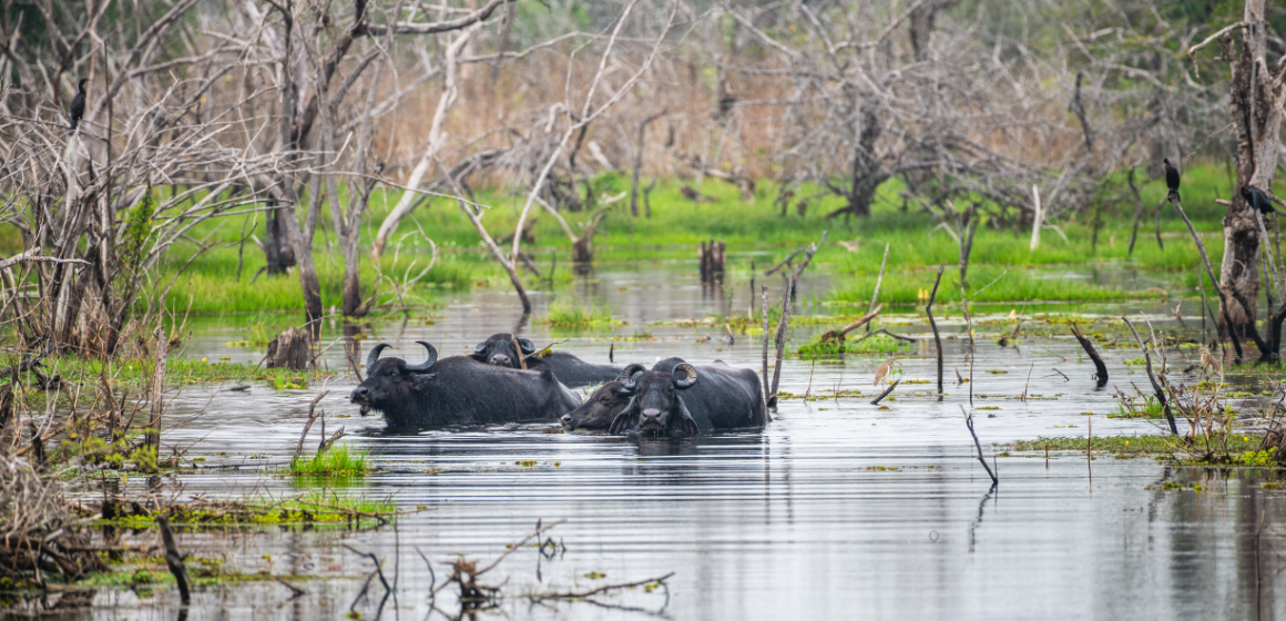 Wild-water-buffalo-in-Sri-Lanka---The-Holiday-People.png