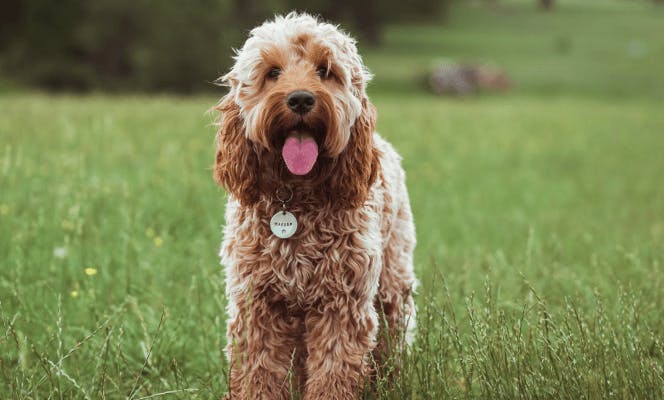 Golden Cockapoo standing in a grass field looking at the camera with its tongue out. 