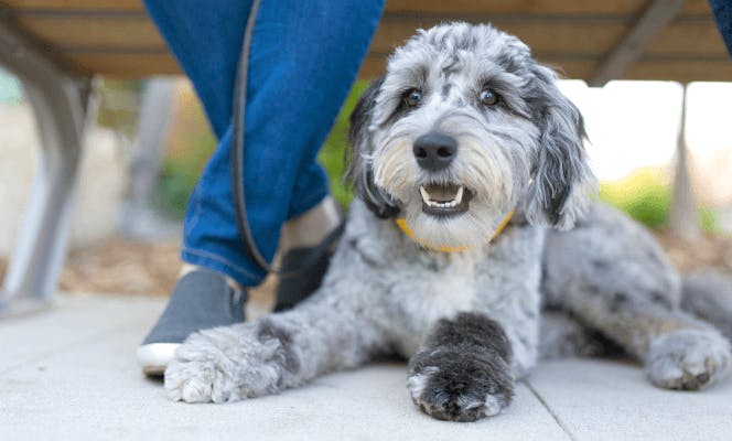 Grey and black Aussiedoodle taking a rest with its owner after a walk.