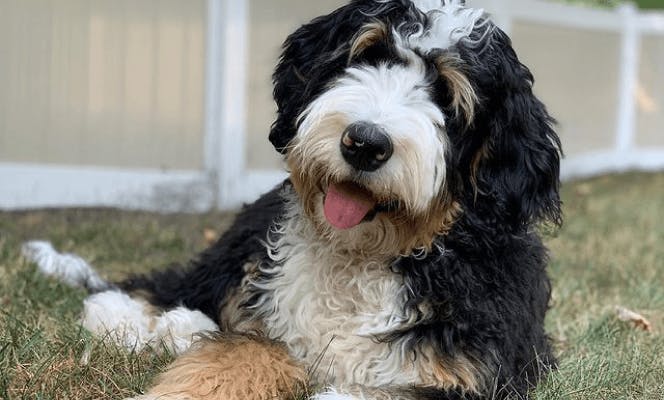 Calm Bernedoodle laying on grass with his tongue out.