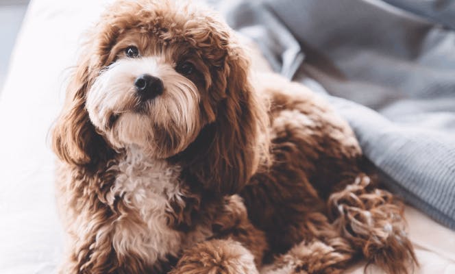 Brown and white Cavapoo resting calmly in bed.