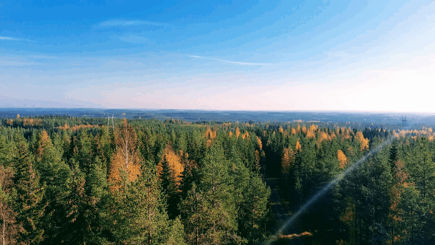 Hakkuiden tulevaisuus
